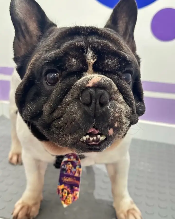 Buldogue francês de gravatinha