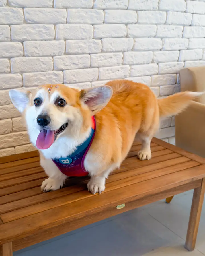 Corgi sorridente no banco depois do banho