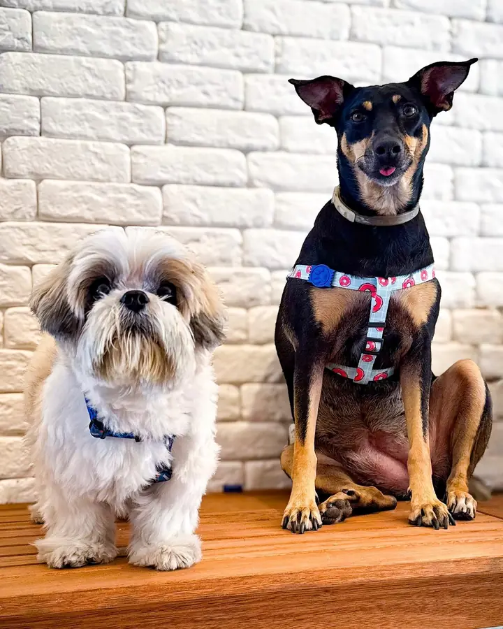 Fred e Chica, frequentadores da clínica