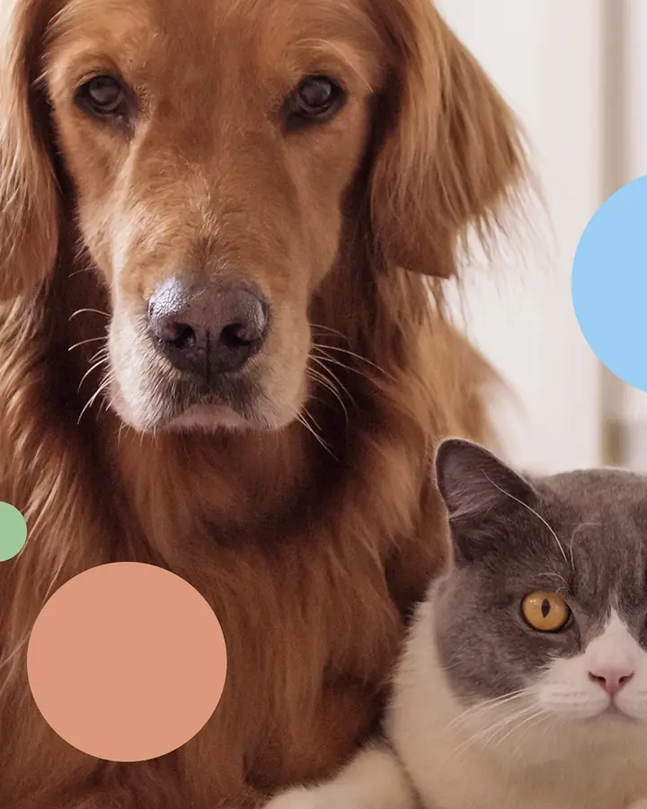 Golden retriever e gato lado a lado