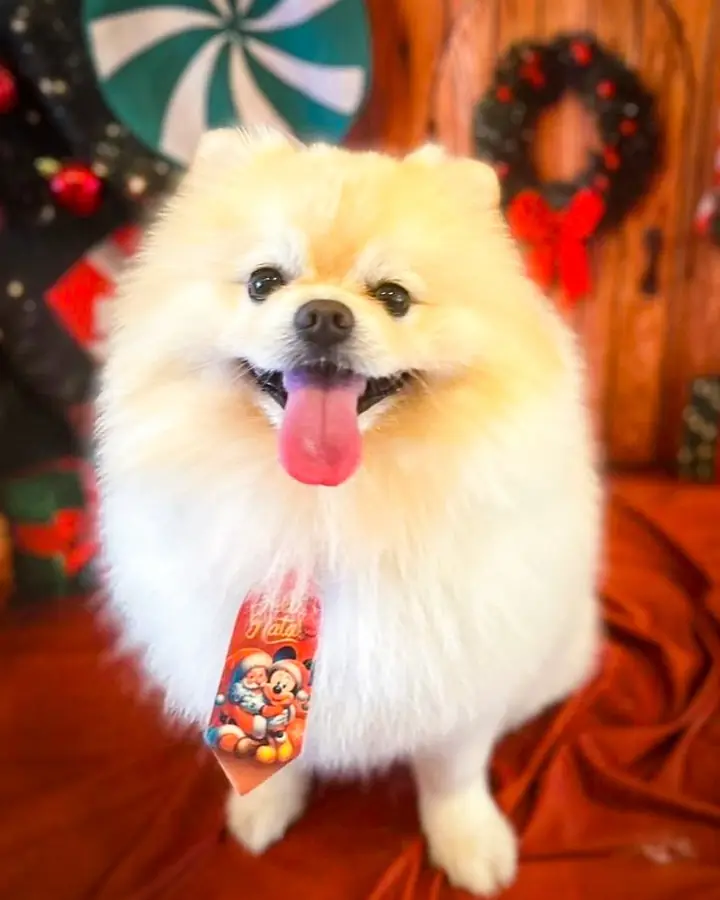 Lulu da Pomerânia na sessão de fotos de Natal