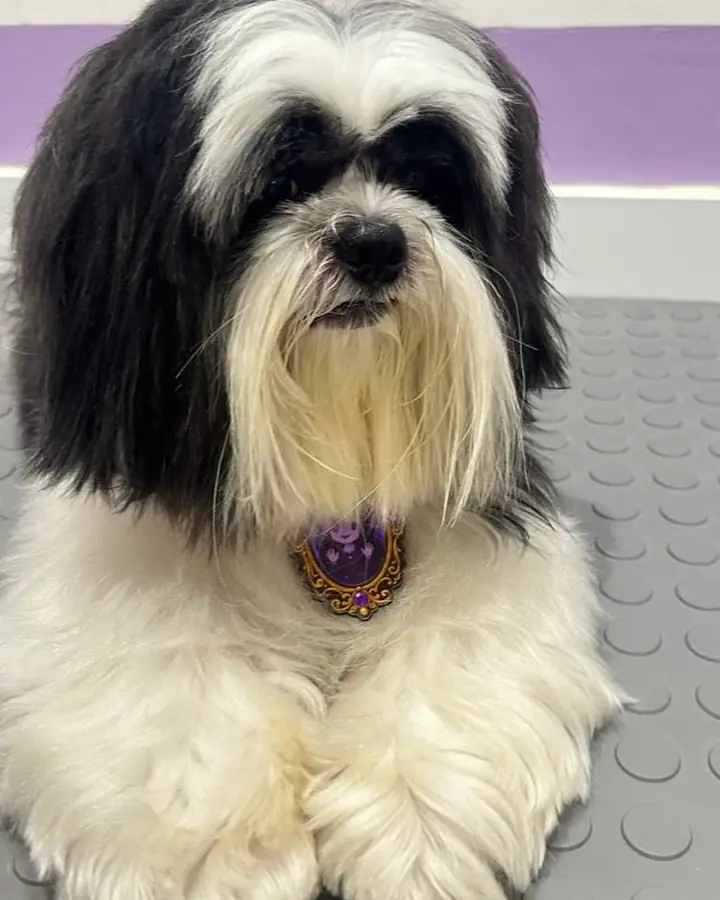 Shih tzu fantasiado para o Halloween
