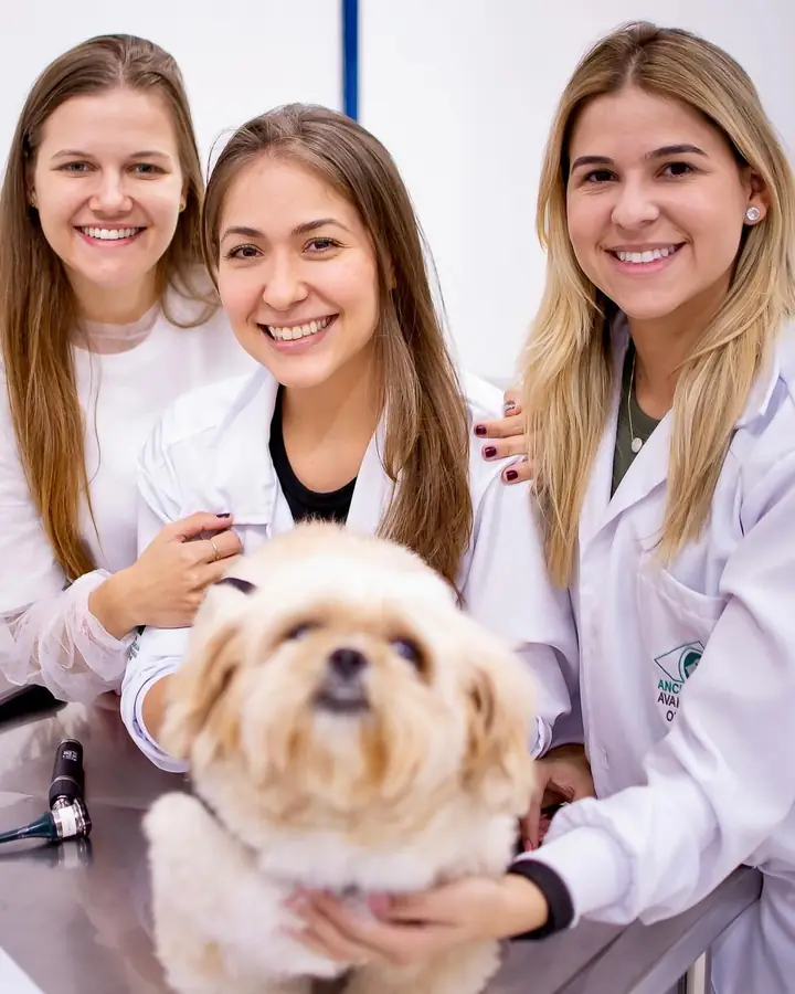 Veterinárias com um shih tzu